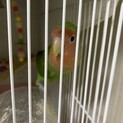 コザクラインコ2羽の里親さん募集します。