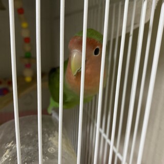 大阪府が募集対象 コザクラインコ を含む 鳥の里親募集情報 ペットのおうち 月間利用者150万人