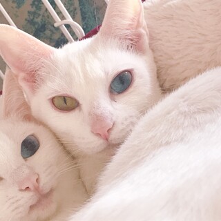 譲渡対象動物のご紹介