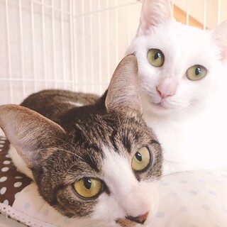 譲渡対象動物のご紹介