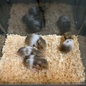 ゴールデンハムスター 赤ちゃん
