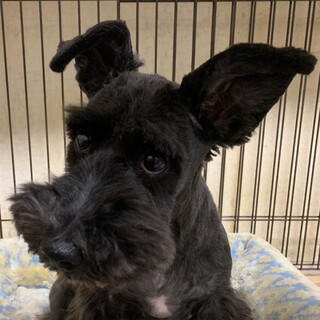 慣れると甘えたで人懐っこい女の子♪