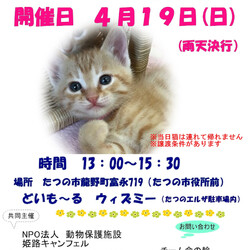 ★開催中止！　　猫の譲渡会