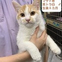 茶白の甘えん坊さん！まさと君