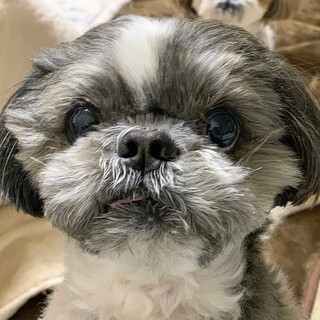 【緊急】人が大好き！可愛いシーズー、風太くん♪