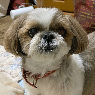 【緊急】元気いっぱい！可愛いシーズー、モモちゃん♪