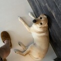 ラブラドール、バーニーズ×グレートピレニーズ