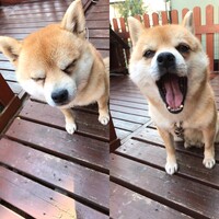 サンタ