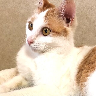 おとなしくて人懐こいベタベタの甘えんぼ　はる君