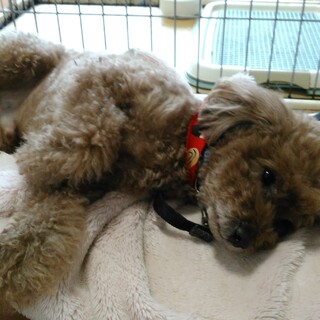 里親探しています