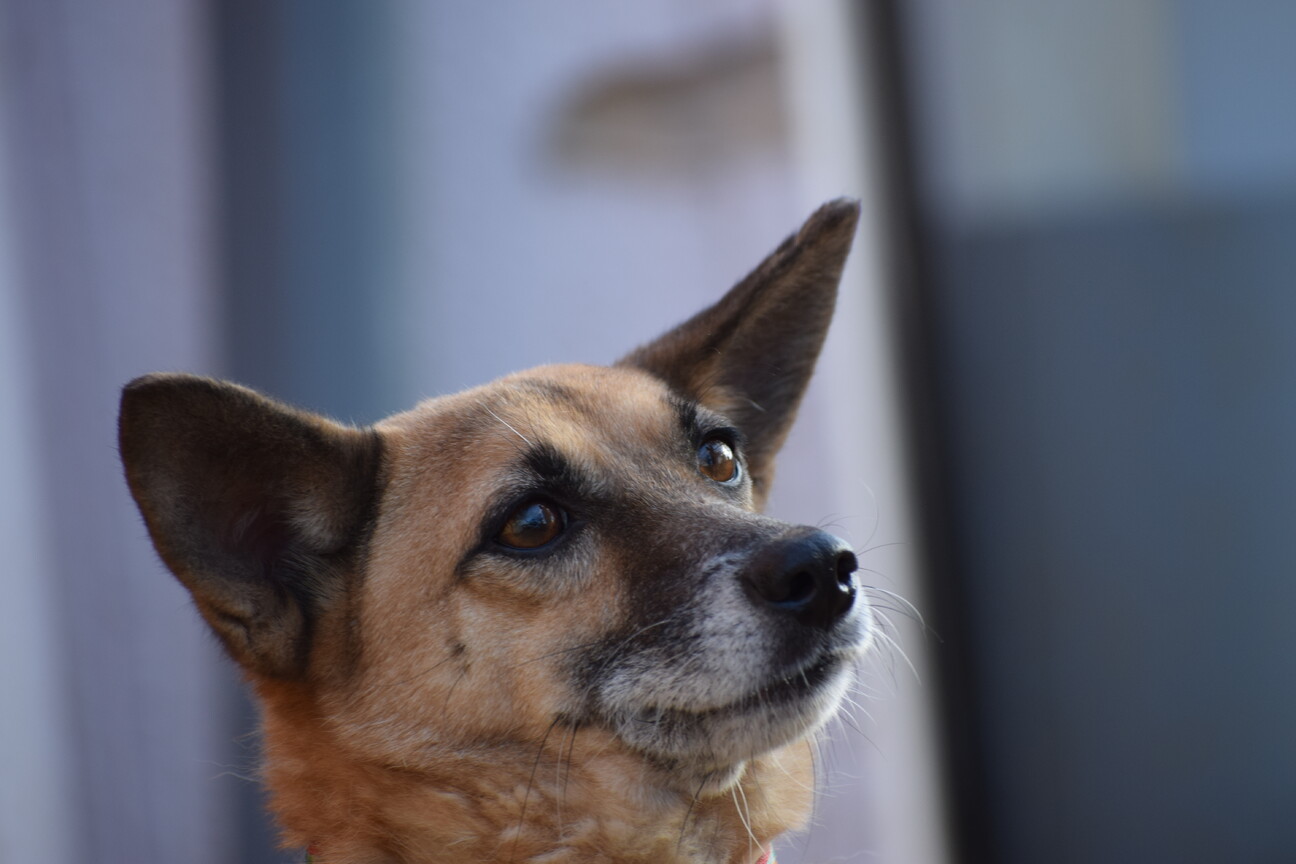 ツウ好み 鼻黒雑種丸出し 千葉県 犬の里親募集 ペットのおうち 月間利用者150万人