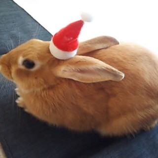 うさぎさん里親大募集です