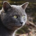 とっても甘えん坊さんなグレーのふわふわ猫です！