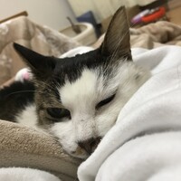 柊/ひいらぎ/ひーちゃん