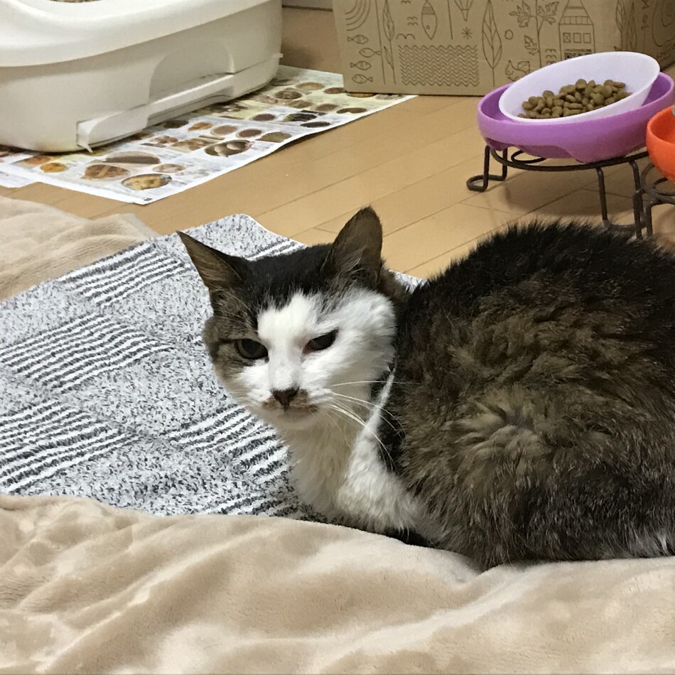 柊/ひいらぎ/ひーちゃんのカバー写真
