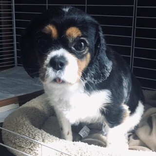 優しい目で見つめてくれる可愛いホリーちゃん♪