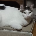 高齢の飼い主様が施設入居予定の為、里親様募集