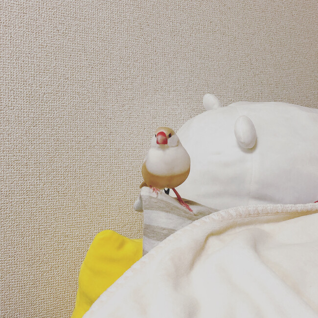 ふみおと愉快な仲間たちのカバー写真