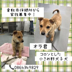 「倉敷のニューフェイスころりん仔犬→全頭譲渡決定！」サムネイル1