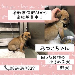 「倉敷のニューフェイスころりん仔犬→全頭譲渡決定！」サムネイル2