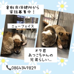 「倉敷のニューフェイスころりん仔犬→全頭譲渡決定！」サムネイル3