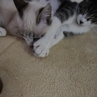 生後６ヶ月くらいの兄妹猫の里親募集！