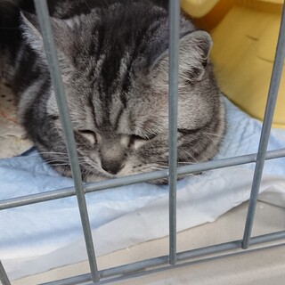 アメシヨのももちゃん里親さん募集