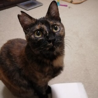 トライアル決定！とってもお利口さんな杏