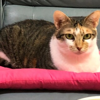 白ミケのマルちゃ♀