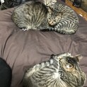 ★１２月に保護し子猫ちゃん！写真より少し小さいです