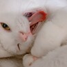 ウインク