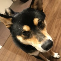 トチ