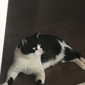 里親さん決定！人馴れしてるハチワレはっちゃん