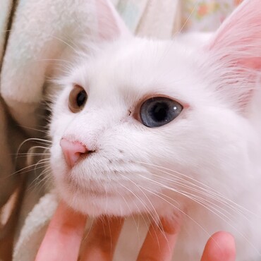 美猫に育ちました