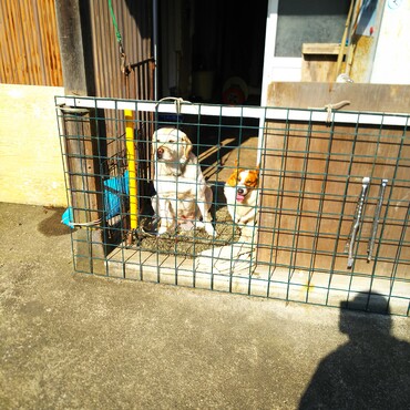 勝手に人の家の犬に…