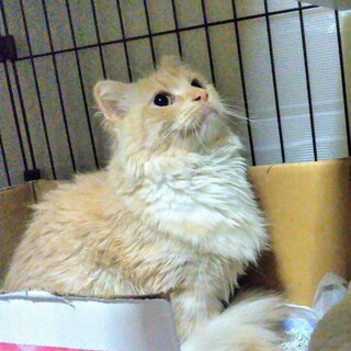 繁殖屋からのレスキュー、ノルウェージャン。