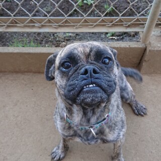 交渉中  私を太らせて