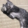 コイタ