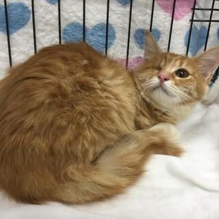 もふもふゴージャス尻尾の茶トラツンデレ つうちゃん