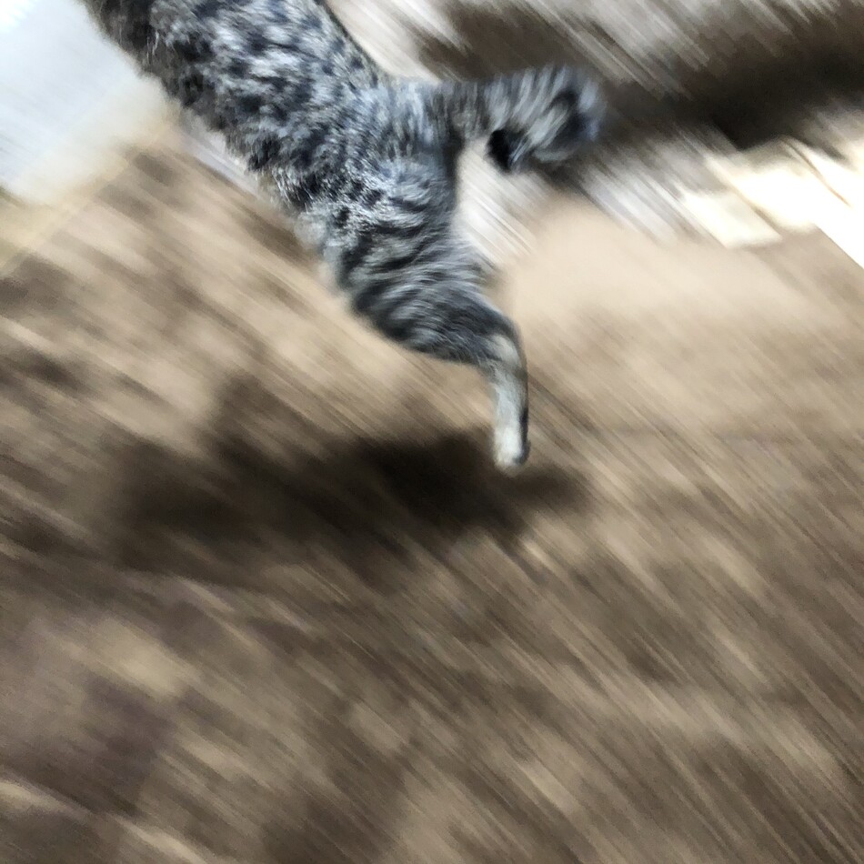 トラのカバー写真