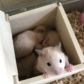 キンクマベビーの里親募集！