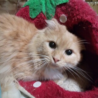 繁殖屋からのレスキューノルウェージャン