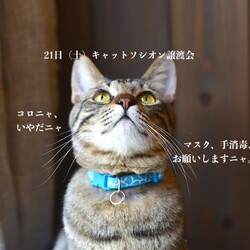 ＊幸せ探しのネコ譲渡会＊子猫〜成猫＊