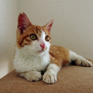 ずっとのお家探してます！甘えん坊のにゃんた君