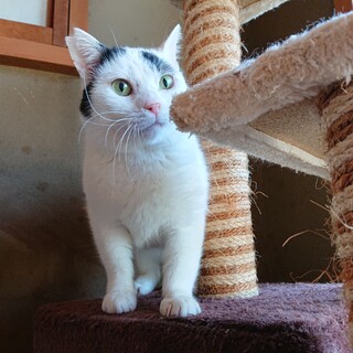 短い足がかわいい♪のんびり癒し系のまろくんです