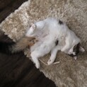 美形7歳♀寂しがり屋で静かな環境を好む猫ちゃんです