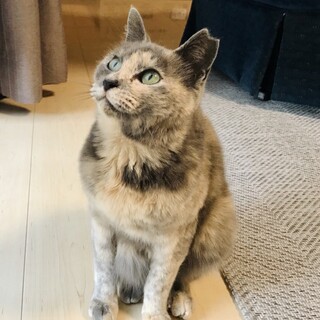 人馴れした甘えん坊の女の子です