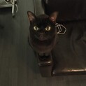 甘えん坊のクロネコ