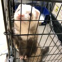 琥珀くんの里親さん募集