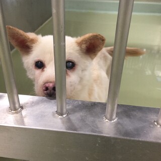 小さな小型ミックスのしらす君